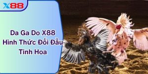 Da Ga Do X88 – Hình Thức Đối Đầu Tinh Hoa Nghệ Thuật Đá Gà