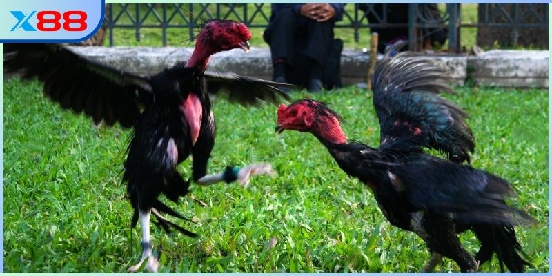 Đôi nét về bộ môn đá gà ở Việt Nam