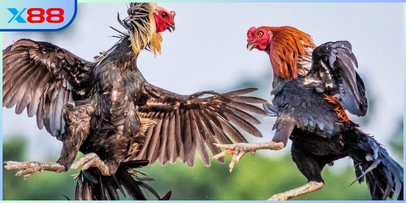 Giá trị ẩn chứa trong từng trận đấu