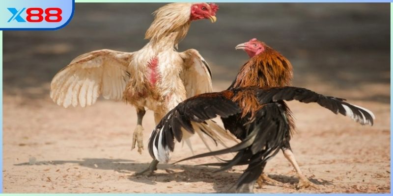 Mục tiêu hướng tới của bộ môn